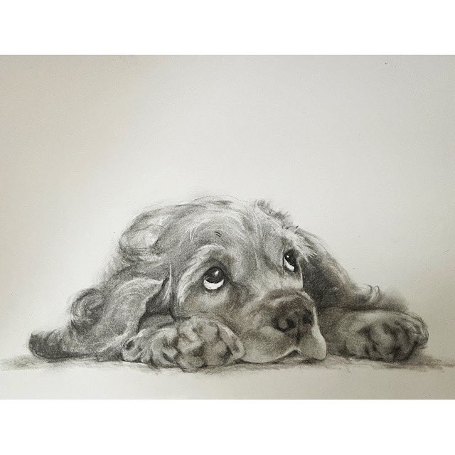 可愛い子❤️

#犬を描く　#犬の肖像画　#犬アート　#犬絵　#木炭画　#charcoaldrawing #doglover #dogpaint #hataoyoko #畑尾洋子