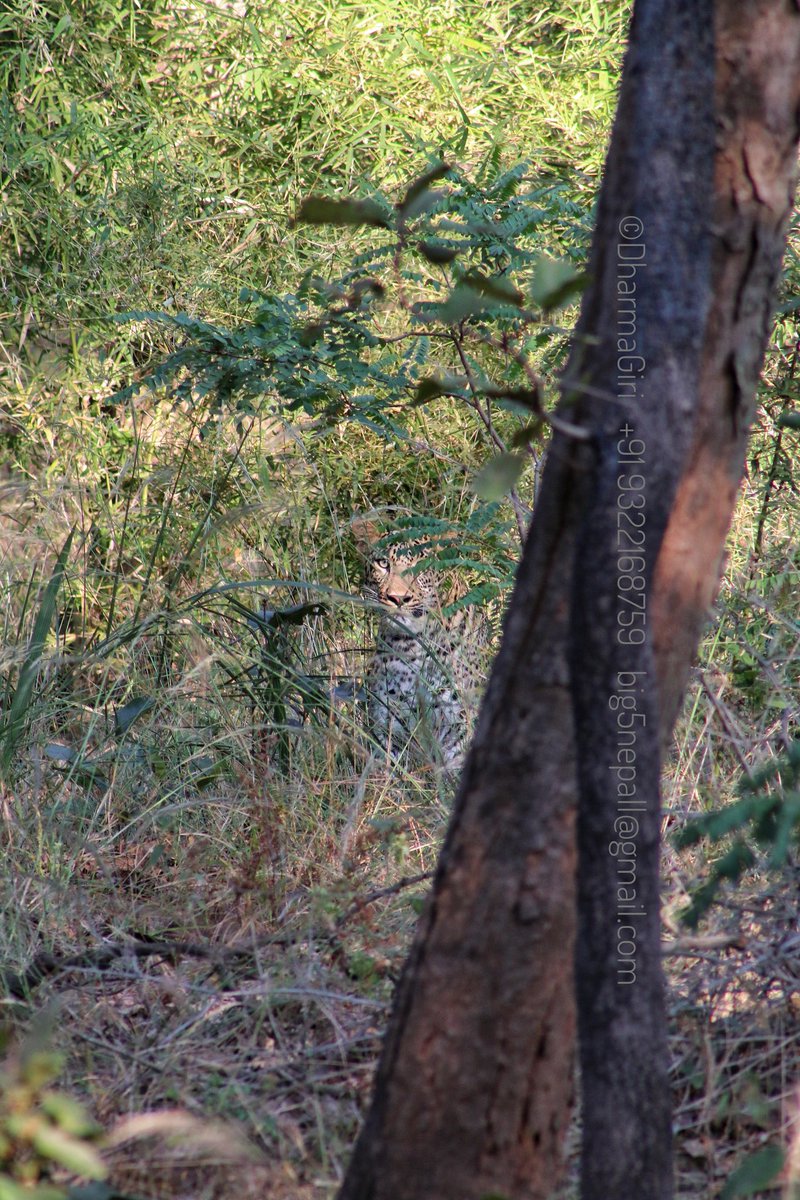 DG9322168759's tweet photo. The Ghost
#contact_for_safaris #big5safarisz
#little_brown_job
#Walk_with_Me
#planetearth #TheMysteriousWorld #hiddenindia
#greenplanet
#wildasia
#Follow_Me
#naturelover
#roadtrips
#ourplanetearth
#tribals
#adventure_lovers
#canonphotography https://t.co/ACw2Q5imUa