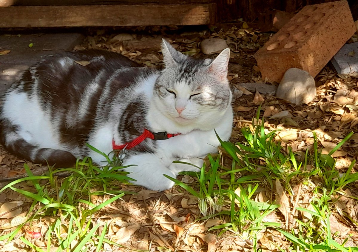 Diary of a cat servant: After the tradies had been here repairing the fence Ella needed to inspect their work in a #Hedgewatch FAB shift. I think that she was satisfied with their efforts.