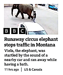 Will Mankind never learn? Does history count for nothing? How many times does this have to happen before we understand that we should never honk our horn while an elephant named Viola is taking a bath.
