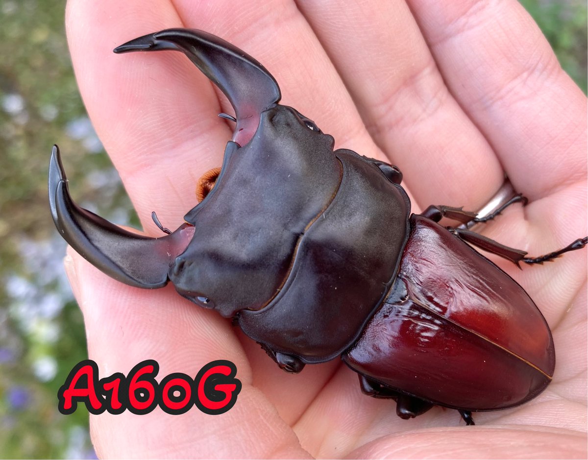 張飛(A160G)
チラッと…
今後も乞うご期待🐟