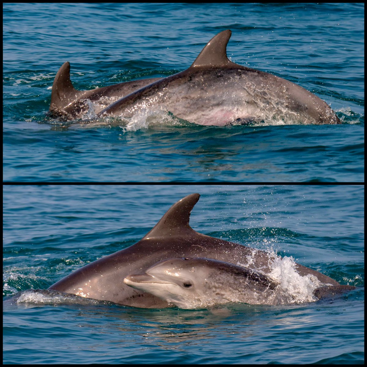 5 Dolphins were spotted near the beaches of Jaffa 😍🐬 Any of your guys?! @TheMossadIL