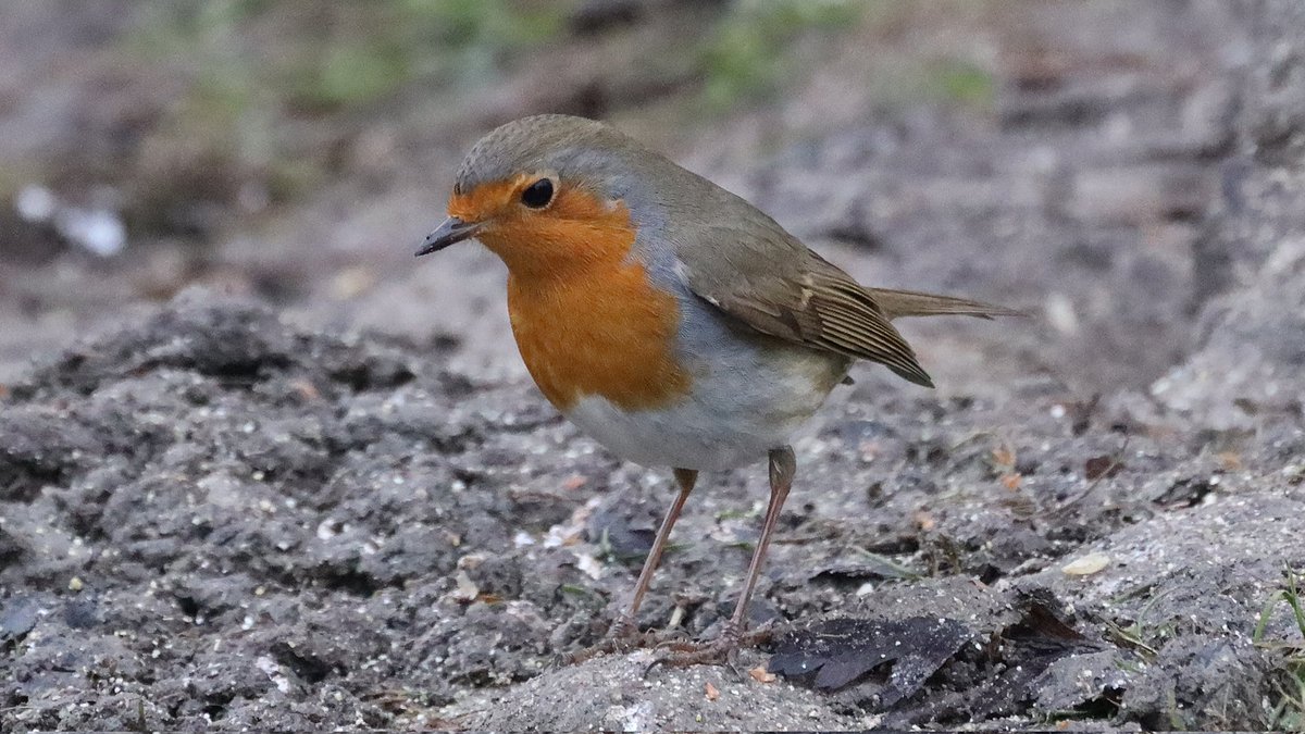 IsaVerbist's tweet photo. 🧡 Robin 🧡
#Robin #BirdsSeenIn2024 #robinsoftwitter #photography #birdphotography #ThePhotoHour #NaturePhotography #birdtonic #TwitterNatureCommunity #BirdsOfTwitter #birdwatching #naturelovers #birdlovers #channel169 #BirdTwitter #birding #ddor https://t.co/Ob0TfFfWBm