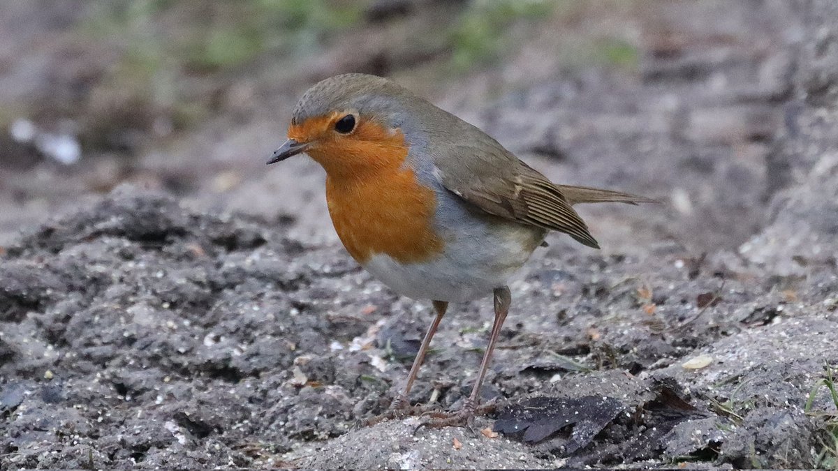 🧡 Robin 🧡
#Robin #BirdsSeenIn2024 #robinsoftwitter #photography #birdphotography #ThePhotoHour #NaturePhotography #birdtonic #TwitterNatureCommunity #BirdsOfTwitter #birdwatching #naturelovers #birdlovers #channel169 #BirdTwitter #birding #ddor