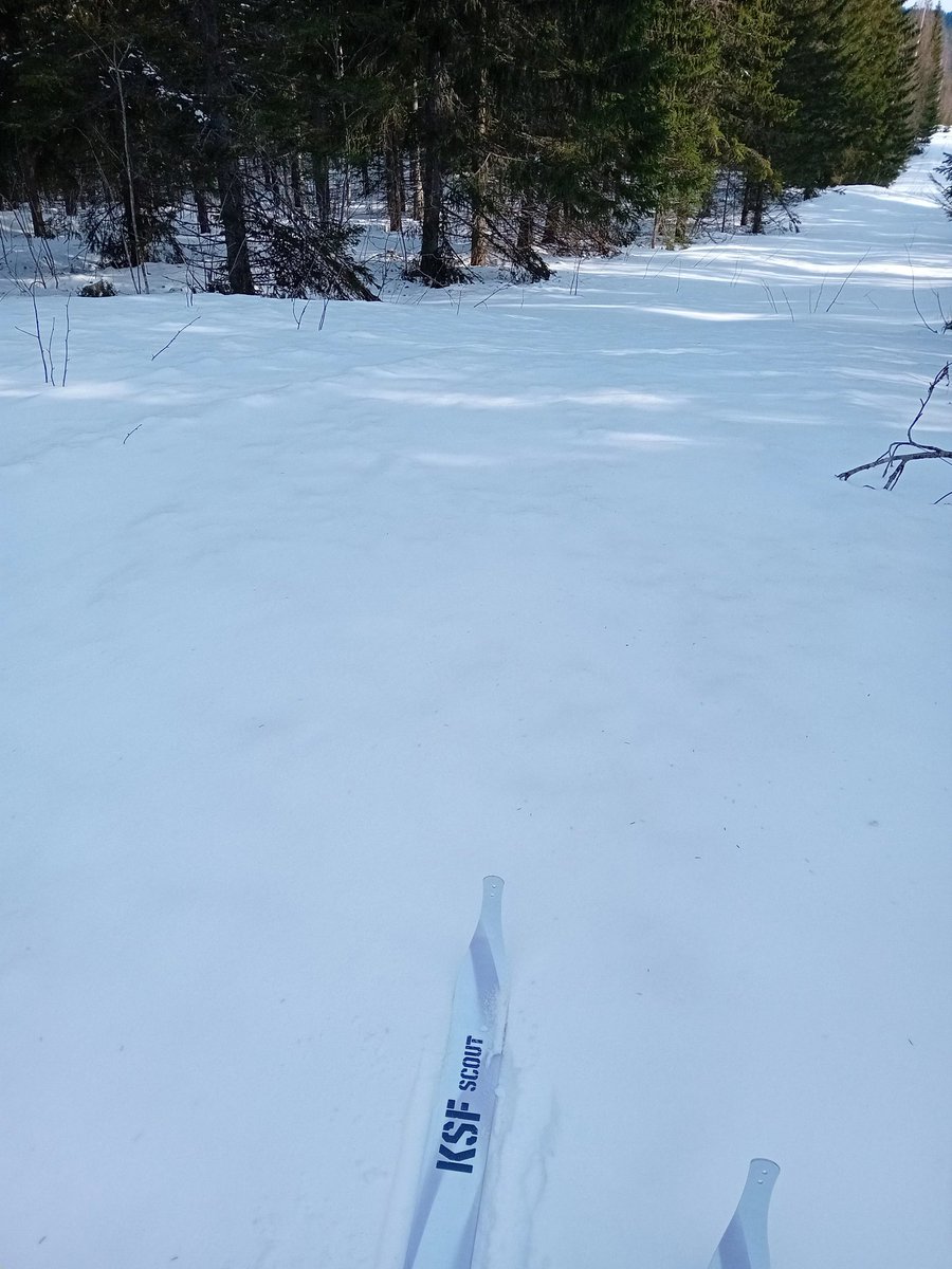 Hankikelit vaan jatkuvat. Ei juuri laikkuja näkyvissä.

Ihan hyvät hiihdellä nämä natosukset. Pituutta saman verran kuin toisissa Järvisissä eli 230cm. Kätevä pituus peitteisessä maastossa. Leveyttä näissä on hieman enemmän, joten sen myötä kantavuutta paremmin.