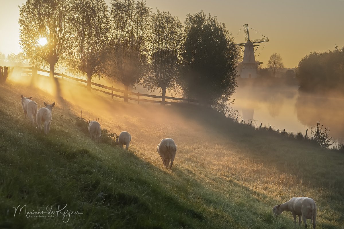 Goedemorgen en ja hoor eindelijk weer een beetje schapen poten mist vanochtend tijdens de zonsopkomst en lammetjes in Deil. @helgavanleur @WilliamHuizinga @Weerplaza @ServaasStoop #goedemorgen @SonyNederland @wsrivierenland @RickdenBesten @Weerplaza @HumbertoTan @WestBetuwe