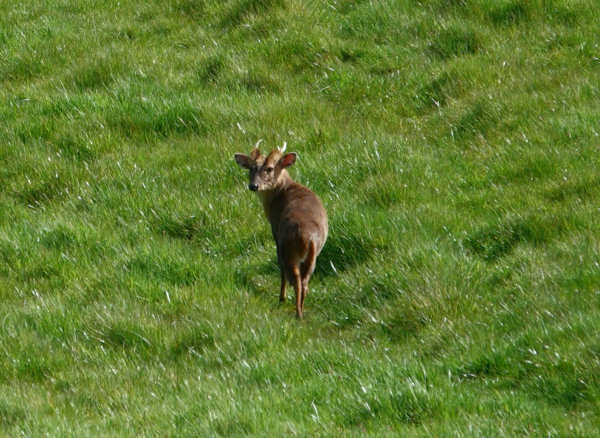 Roe buck & Muntjac buck enjoying some early morning sunshine at the Althorp estate. I've always thought that Roe deer are the most attractive of all the UK's deer species. Conservation@althorp.com #Spencerestates