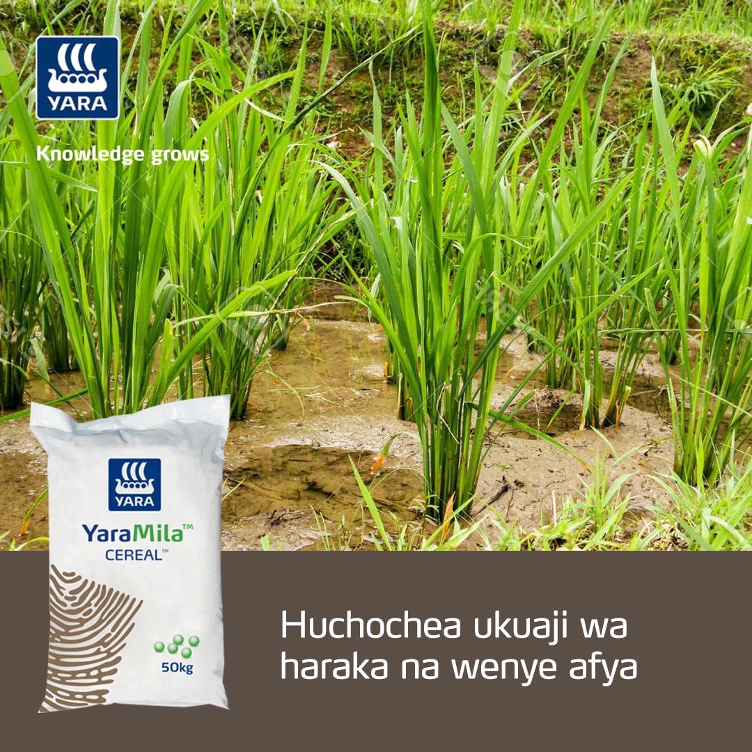 TanzaniaYara's tweet photo. Kuza zao lako la mpunga kwa kujiamini ukitumia YaraMIla CEREAL! Swipe kufahamu zaidi!

#MboleaNiYara
#KnowledgeGrow
#YaraTanzania https://t.co/DT0cl2SxZD