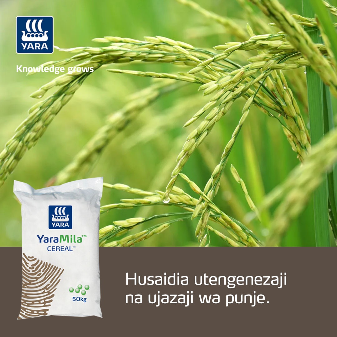 TanzaniaYara's tweet photo. Kuza zao lako la mpunga kwa kujiamini ukitumia YaraMIla CEREAL! Swipe kufahamu zaidi!

#MboleaNiYara
#KnowledgeGrow
#YaraTanzania https://t.co/DT0cl2SxZD