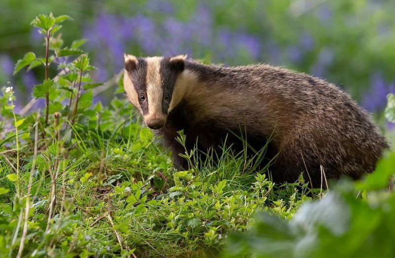 Did you know you're taking part in #CitizenScience every time you report a badger road traffic casualty to us? When you report an incident here: buff.ly/2Z1qzuR, you help us to track incident numbers to identify accident hotspots and save badgers. 📸 Tom Broxup