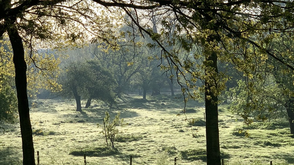 Magisch ochtendlicht in de uiterwaarden van de Linge #lingestreek