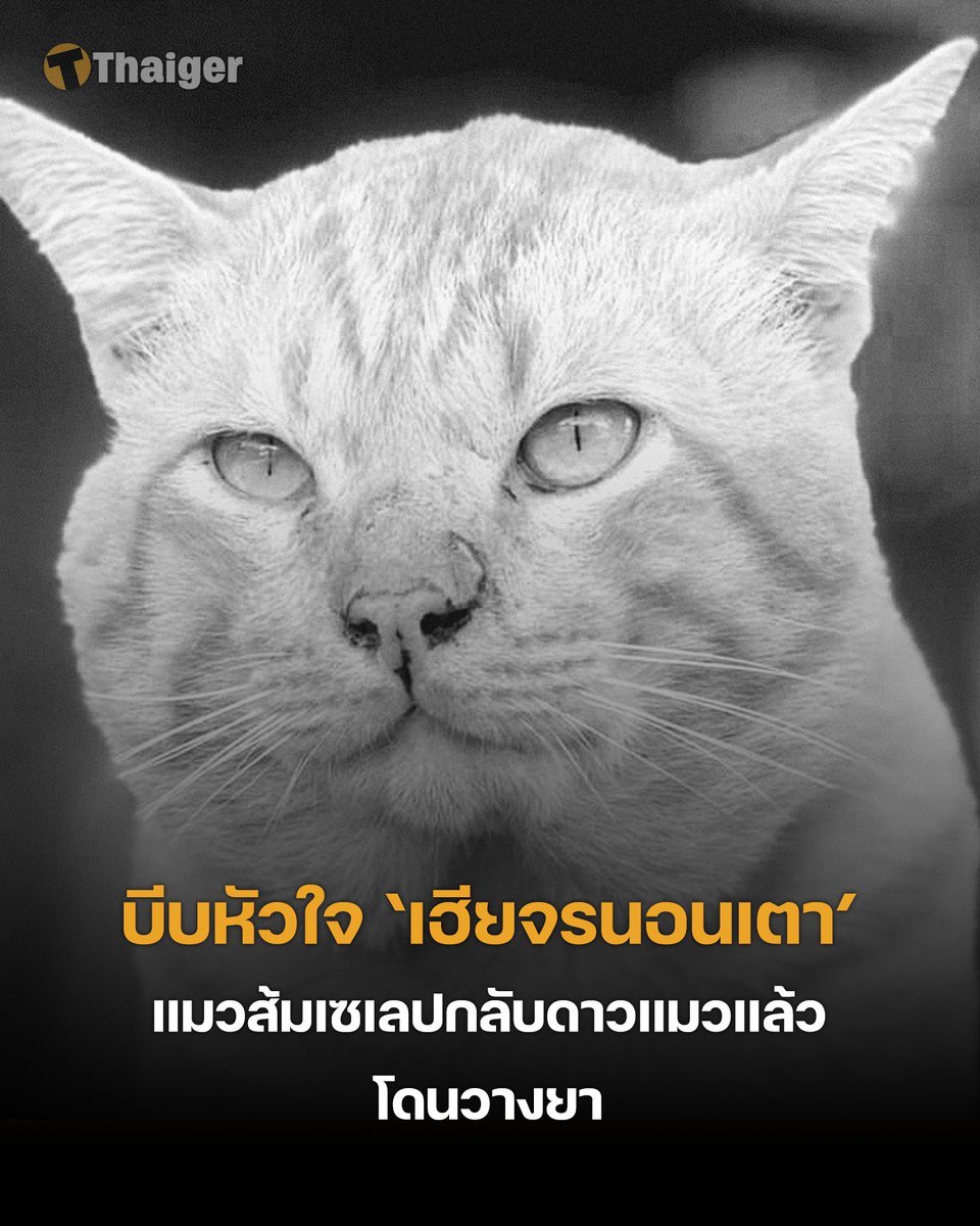 บีบหัวใจ เฮียจรนอนเตา แมวส้มเซเลปกลับดาวแมวแล้ว เผยโดนวางยา ต่อสู้นาน 13 วัน เจ้าของขอบคุณทุกกำลังใจ อาหารที่เหลือจะบริจาคให้แมวจร . อ่านเพิ่มเติม : thethaiger.com/th/news/112258… . #เฮียจรนอนเตา #ข่าววันนี้ #เดอะไทยเกอร์