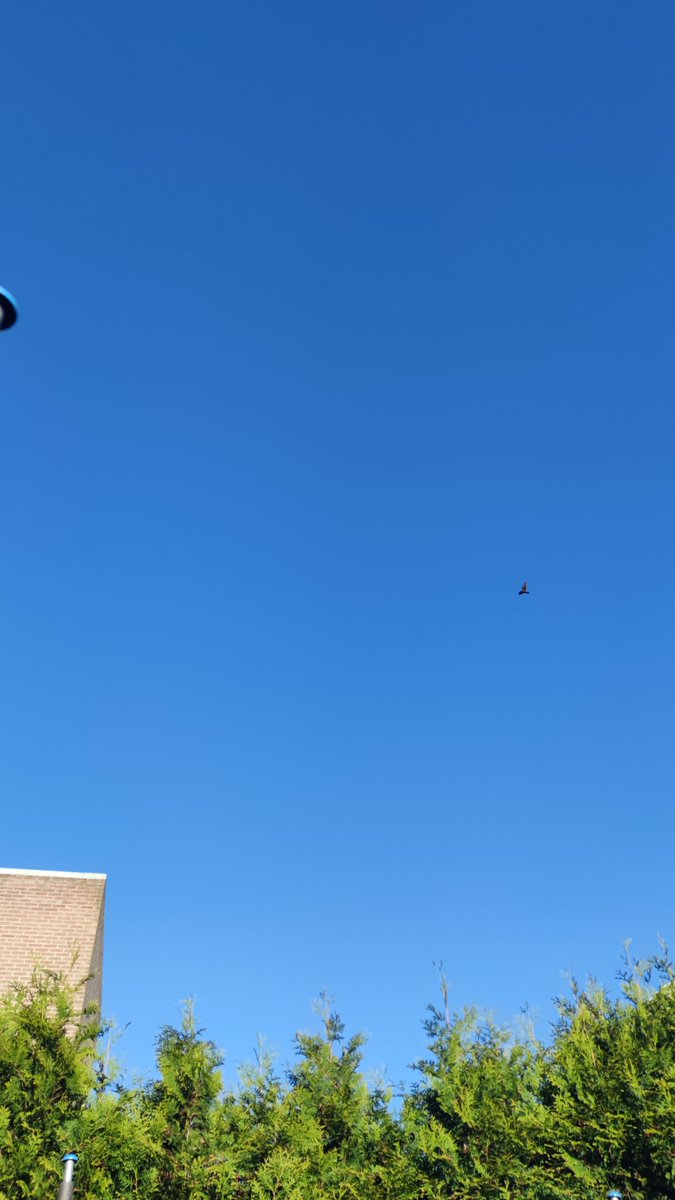 Petrawitjes's tweet photo. 8:10 uur, tegenwoordig zeldzame blauwe lucht. Geen wolk te zien, geen strepen te zien. Al maanden niet meer gezien. Voor hoe lang zal de lucht blauw blijven? https://t.co/GZrIqZGVFz