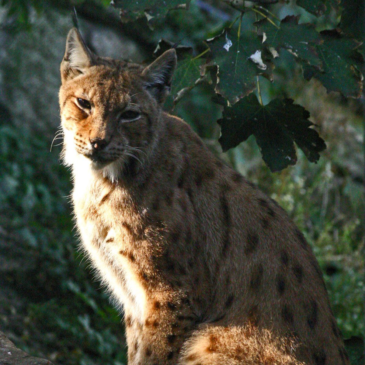 The Balkan lynx, a symbol of the untouched wilderness of Eastern Serbia, is at the same time one of the loneliest and most endangered wild species in the Balkans, which, despite its predatory nature, never attacks humans.
#experienceSerbia #balkanlynx
📷 Dragan Bosnić