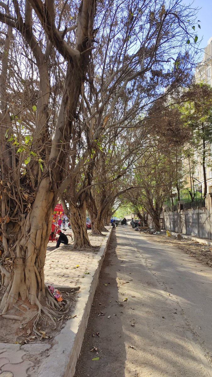 Noticed today morning. service lane is lined with old peepal trees, not new plantation. So old that they have that typical root and branch configuration like a bonsai. Can only say wow kudos to Noida admin for not touching them when roads were built. #noida #trees #delhi
