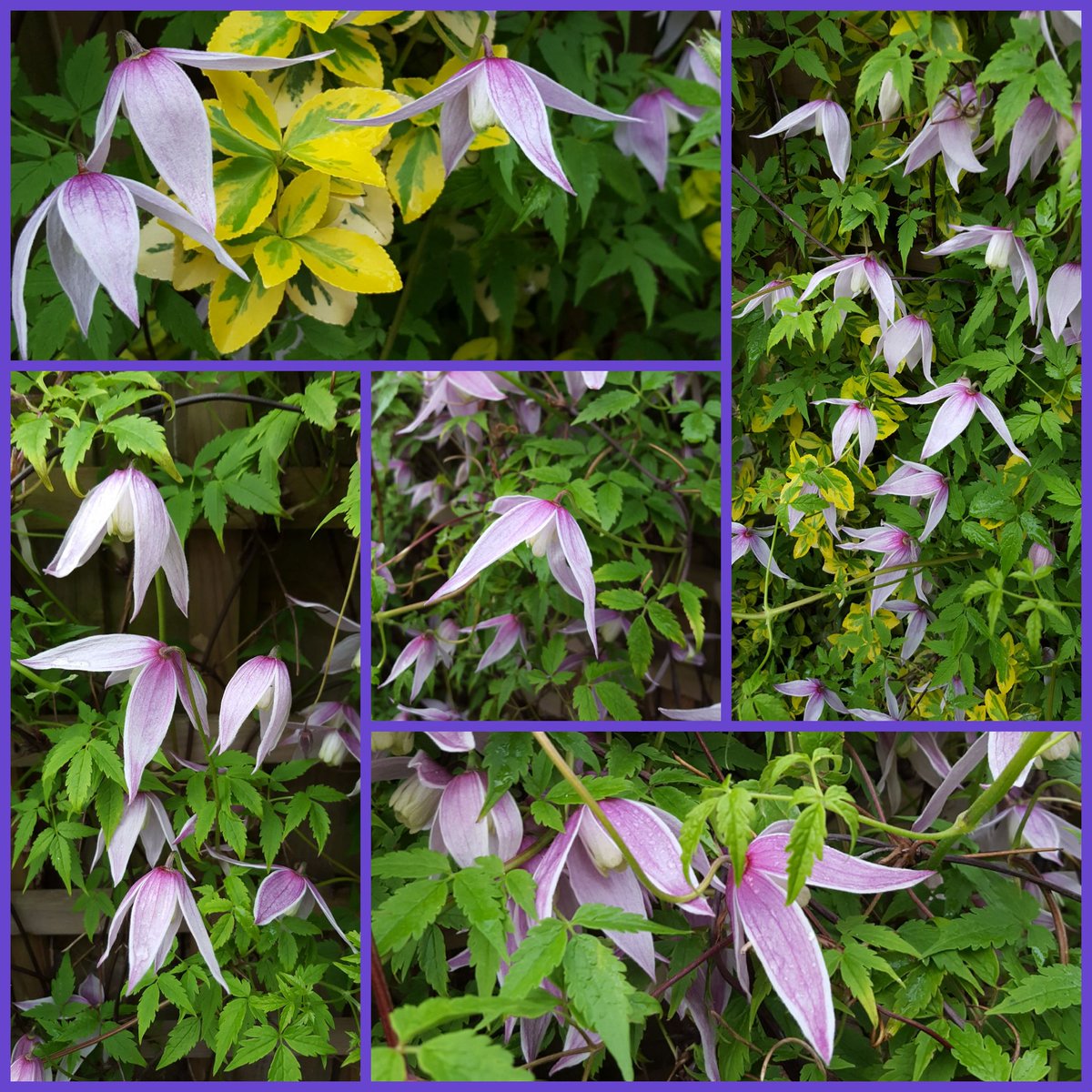 A frosty morning in North Yorkshire.
My clematis alpina are in a sheltered place and here's one of the prettiest Clematis Alpina 'Willy'  feeling cold but still managing to look lovely for #ClematisThursday
After being outside, I need a bowl of porridge!