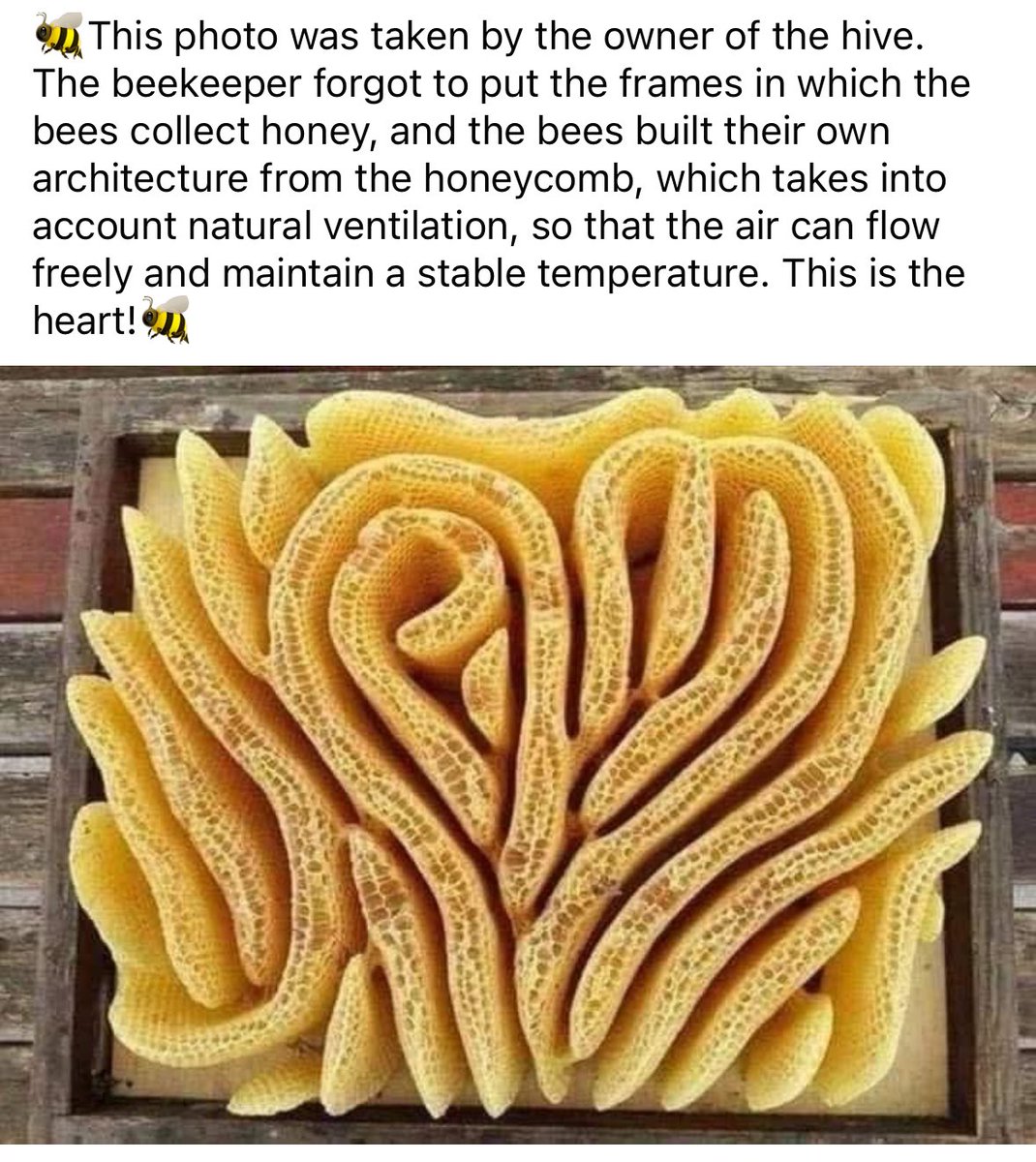 These bees are something else 

#sacredgeometry #Geometry #Dubai #GeoEngineering #SaveTheBees