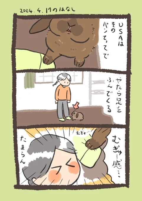 USA3連単🐇🐇🐇

#うさぎのいる生活 