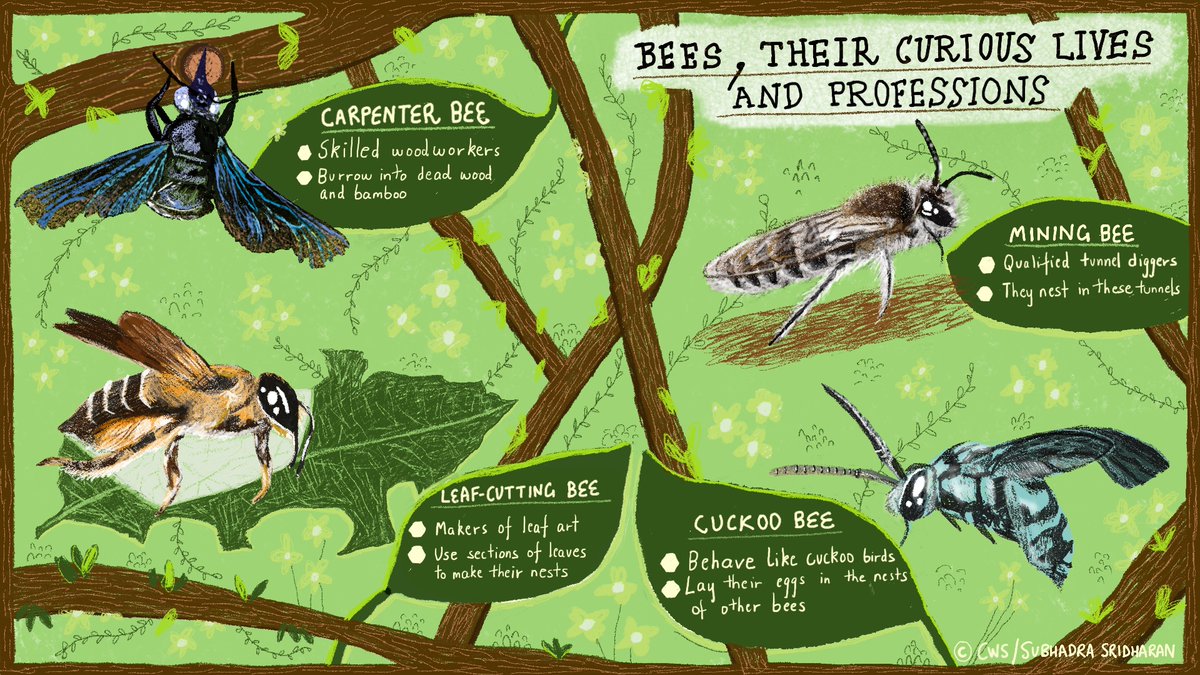 Bees take their names and jobs seriously! Illustration by Subhadra Sridharan -- #Comic #cwsindia #cwscomic #Wildlife #Insects #WildPlanet #WildlifeConservation #Artists #Explore #IndianWildlife #Nature #WildArt #Biodiversity #Bees #Conservation #Change #Explore