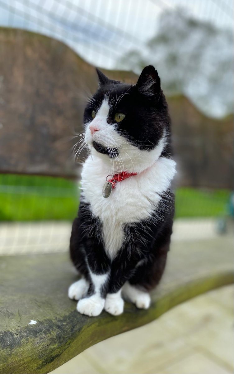 #ThursdayThoughts ~ wonder what Chumley is looking at he seems deeo in thought. Just looking soo handsome 🐾💖 #inthecompanyofcats #seniorcats #villagecats #rescuecats #tuxedocats #CatsOfTwitter #cats #catrescue