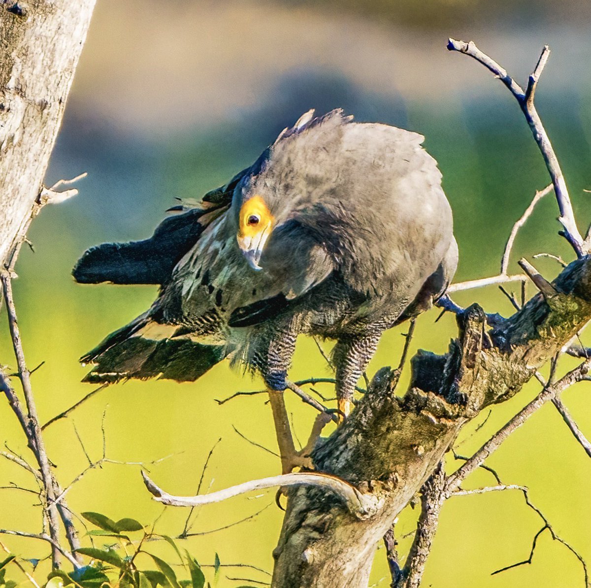African Harrier Hawk active along banks of the Zambezi @Natures_Voice #BBCWildlifePOTD #TwitterNatureCommunity #birding #NaturePhotography #afrcanwildlifephotography #victoriafalls