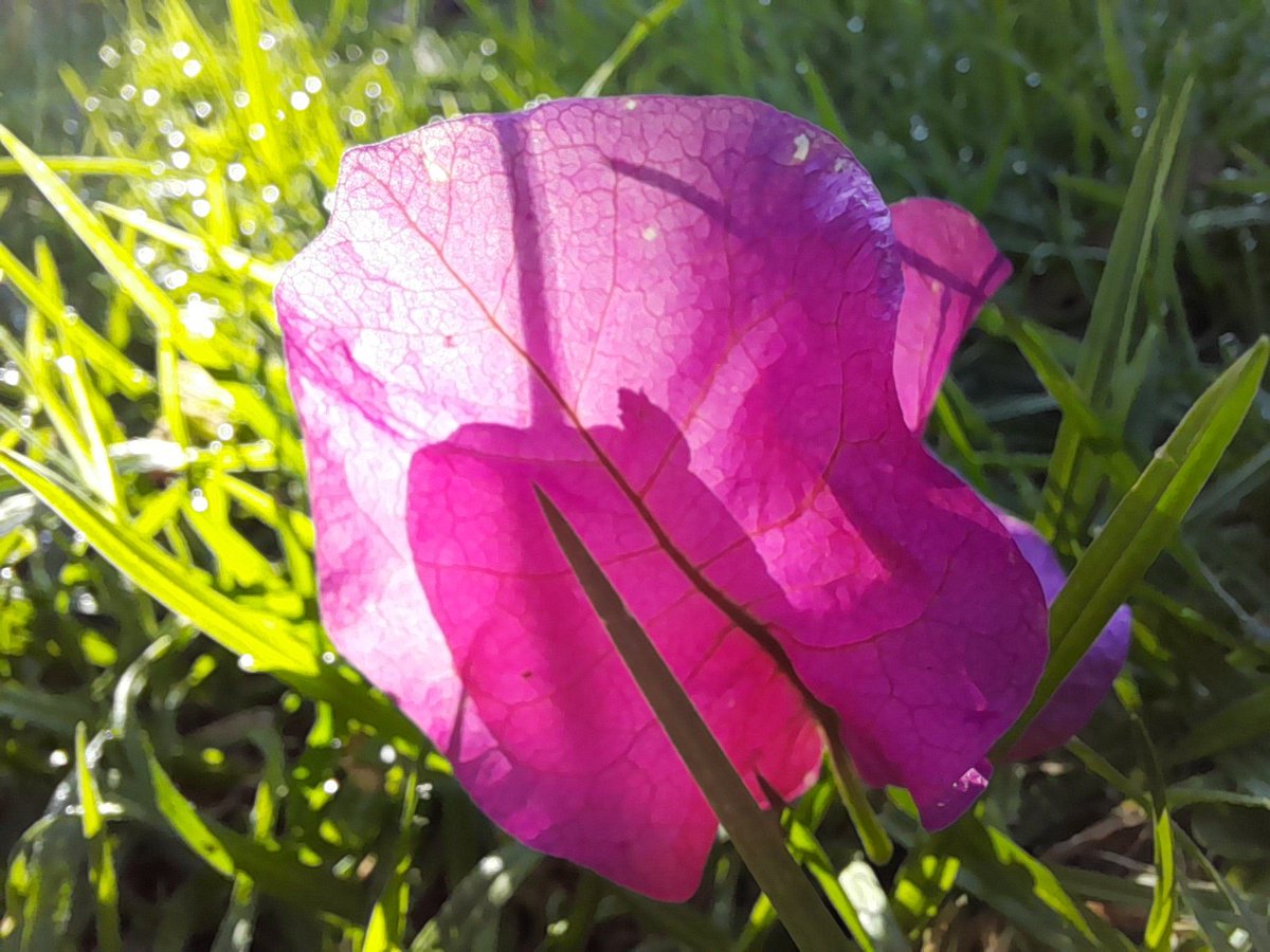 PatFurstenberg's tweet photo. ☀ Day 20/365
128 steps/min, 1h
Good morning from the bees' knees along the walking trail.
#walking #morning #sunshine #flowers #mypeakchallenge #mobileph https://t.co/JyhCP5ae48