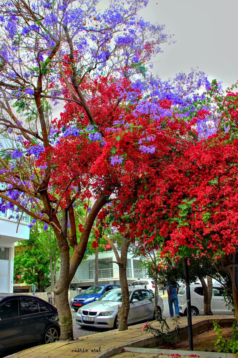 #trees #spring #blooms #photography #landscapephotography