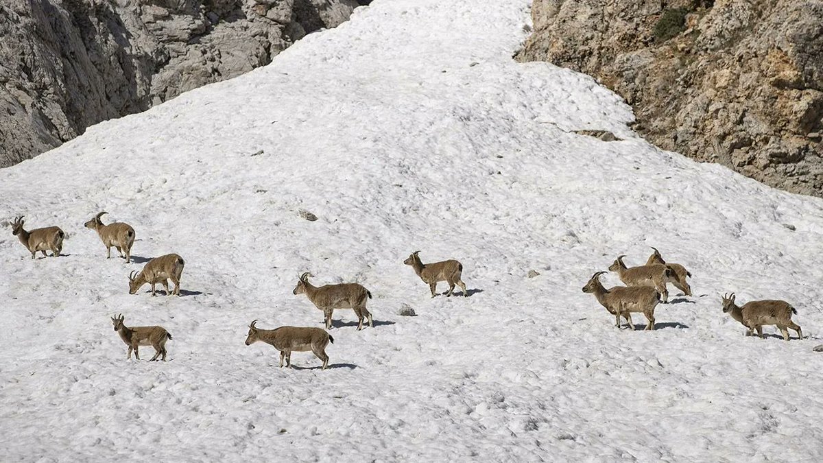 🐐 Dersim'in Munzur Dağları'nda Kürtlerin milli sembollerinden Pezkûvî (Dağ keçisi) sürüleri görüntülendi #TwitterKurds