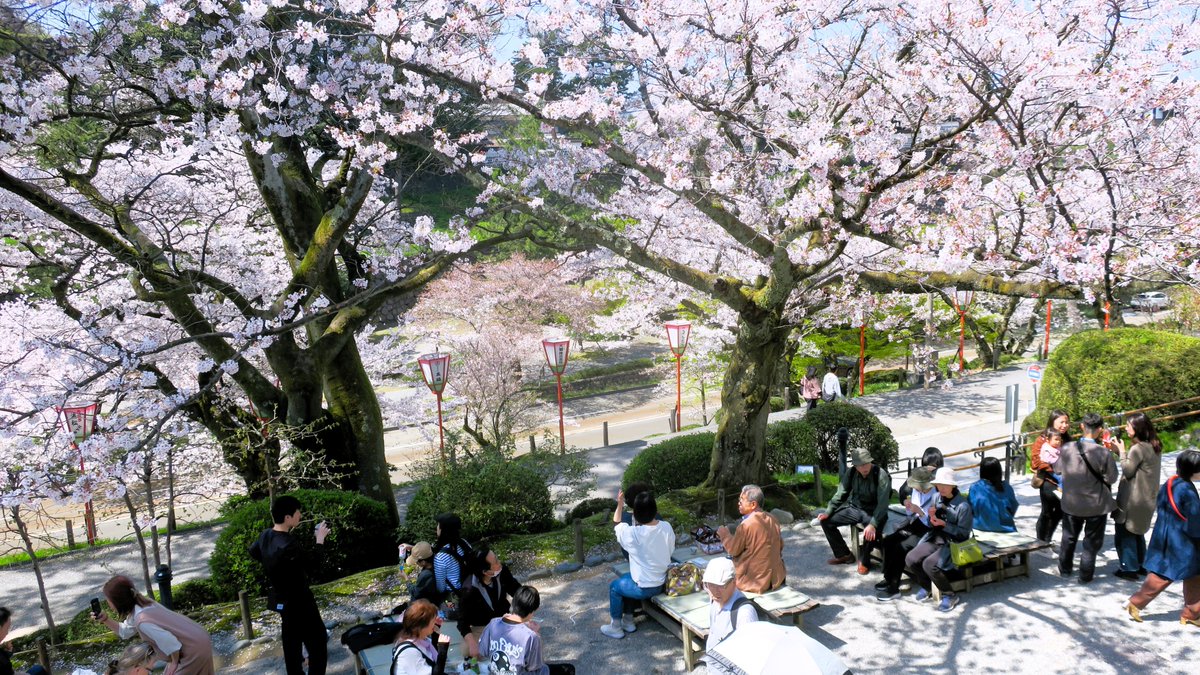 The street between Kenrokuen and Kanazawa Castle is also lined with cherry blossom trees, making it a sight to behold. #兼六園 #金沢