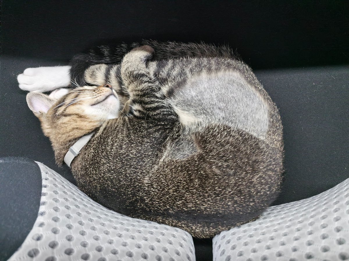 Been helping the NEW 3D printer for days and I'm pooped! 😹 Time to hit the hay in dive-bomb style! 🛌💤 #CatNap #3DPrinting