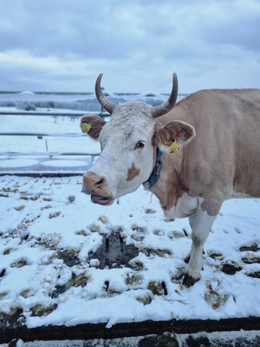 Das mit dem Weiden kann man für heute vergessen.
#Schnee #snow