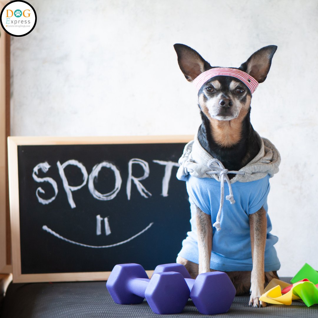 Why exercise is important in our life 🐾 #Dogexpress #Celebratingdoglove #Doglovers #Dogowners #lovemydog #doglove #doglife🐾 #gymholic #doggym #pawsome #dogexercise #dogsports #petstagram #dogstagram #dogsofinstagram