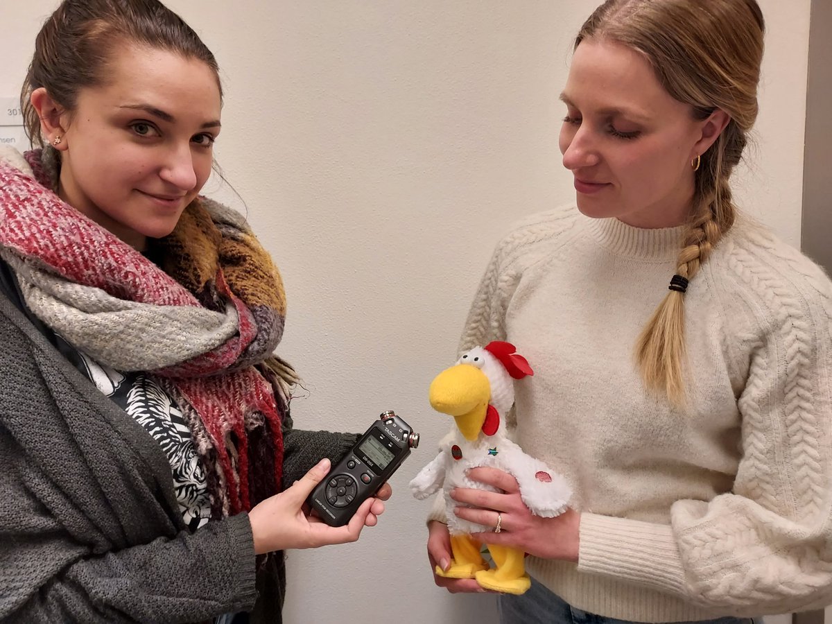 We will be pilot testing our new microphone to record vocalisations of end-of-lay hens during manual catching for transport. Wish us good luck🤞 @RasmussenSigga, Mathilde Coutant and @CKjeldager #AnimalWelfare