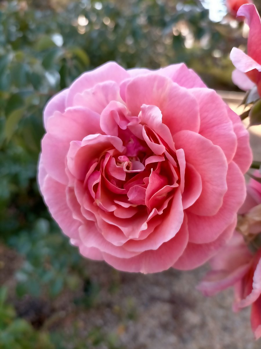 Roses at University of Canberra, mid Autumn 2024 @Christi49154364 @3wombats @HoundMs @nunsense12