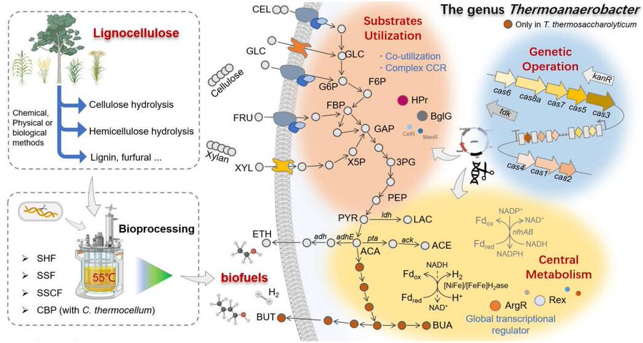 In this review, we summarized the advances of Thermoanaerobacter species in lignocellulosic biorefinery and discuessed bottlenecks of sugar co-fermentation, metabolic engineering, and bioprocessing.

#SynBio #Bioprocessing #BiotechEngineering 

Details: doi.org/10.35534/sbe.2…