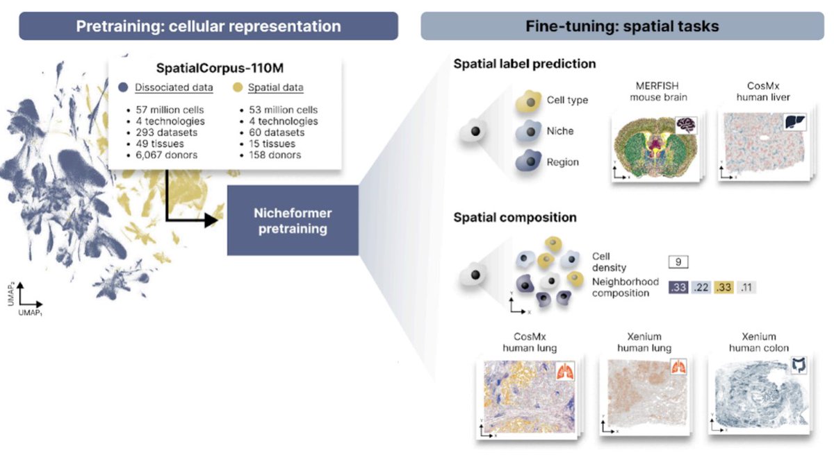 Excited to share Nicheformer! Led by @Alejandro__TL & @AnnaCSchaar, Nicheformer is a foundation model for single-cell & spatial omics. Its innovation is going beyond disassociated analysis to capture & predict local tissue context at single-cell level. biorxiv.org/content/10.110…