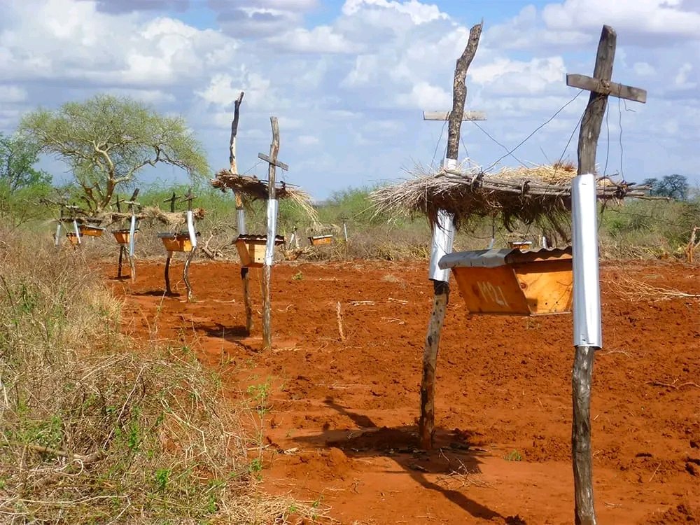 BEE HIVE FENCE 🐝 

A beehive fence is an effective solution to mitigate human-elephant conflicts in regions where elephant's attacks farmers crop and destroy Farms.

Instead of constructing high walls beehive fences rely on an insect: honeybees. 

These fences consist of wooden…