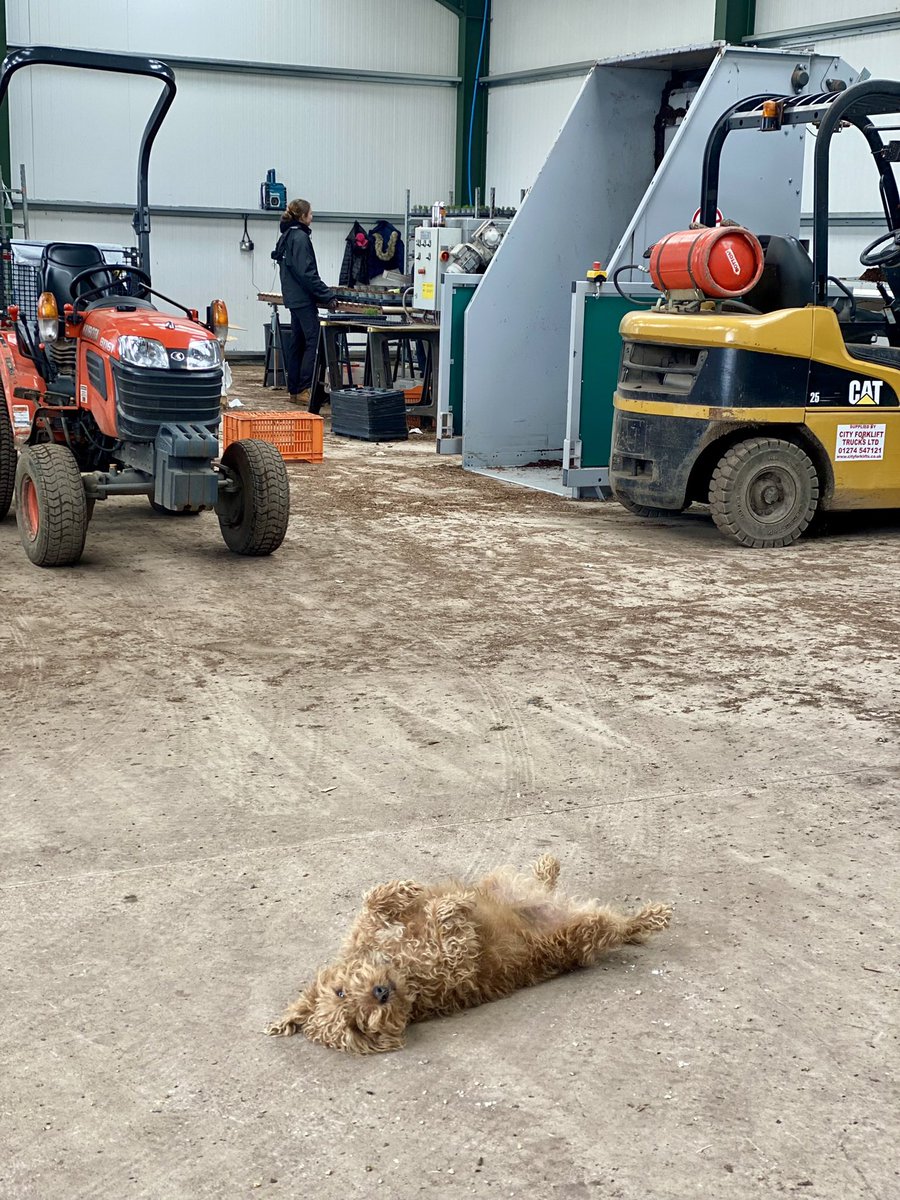 Meanwhile, quite often, in the potting barn, someone doesn’t really pull her weight… #dog #lakelandterrier
