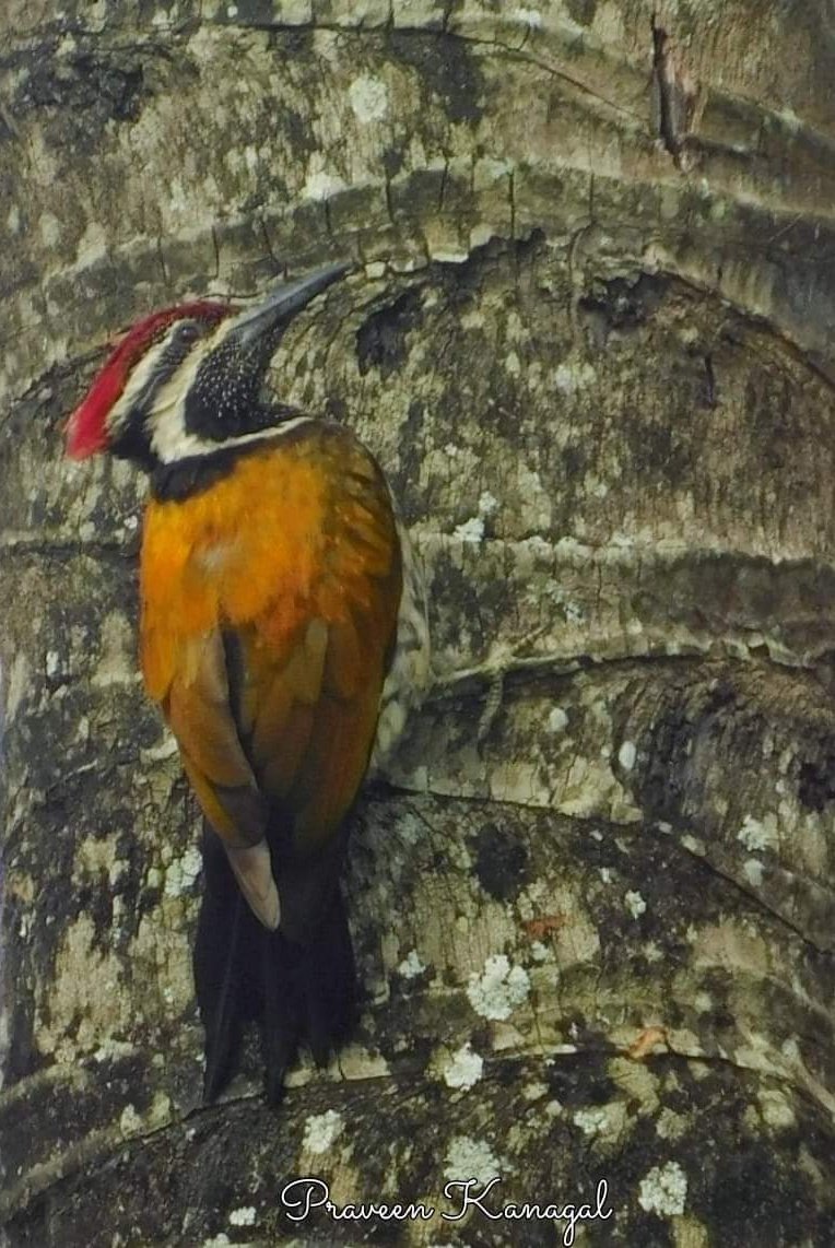 Black rumped flameback #TwitterNatureCommunity #IndiAves #NaturePhotography #BBCWildlifePOTD #NatureBeauty #BirdsOfTwitter #Birds2024