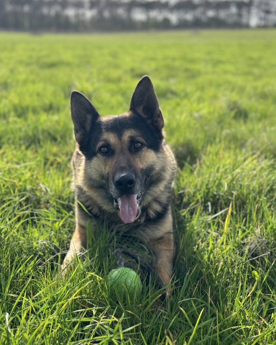 Great teamwork last night when a stolen vehicle FTS for @bedspolice in our area. Suspects were located by ARVs, abandoned vehicle located by @Northants_RPT and PD Bryn tracked between the two and located discarded clothing, other evidence and the missing car key!