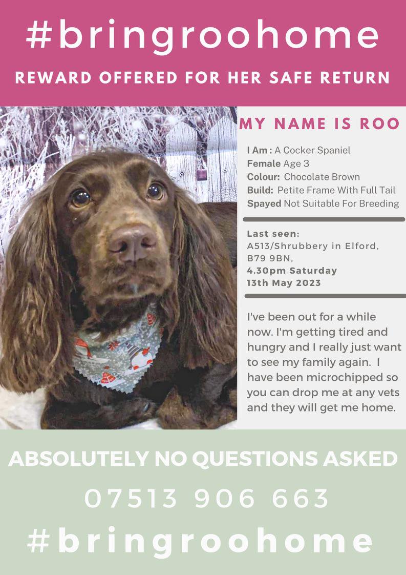 STILL  MISSING  
#bringroohome 
REWARD FOR SAFE RETURN 
Missing from B79 for almost a year Roo could be anywhere in the 🇬🇧 now. 
Do the right thing and let her come home. 
#missingdog 
#SpanielHour 
#rehomehour 
@MissingPetsGB
@rosieDoc2
@LisaClareRead2
   please RT 
        👇