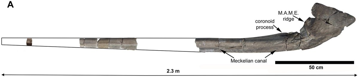 Vincent Reneleau 🦕 tweet media
