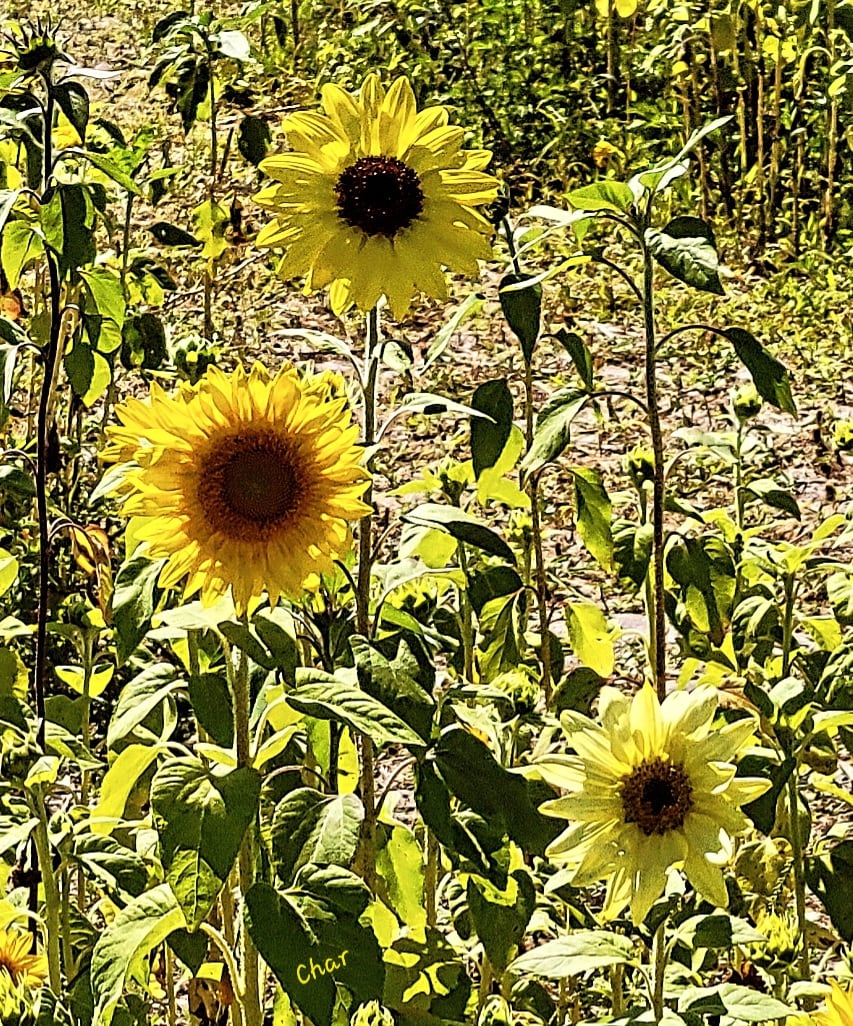 SUNNY SMILE
Savor this new day
🌼🍋‍🟩🍋🍋‍🟩🌼🍋‍🟩🍋🍋‍🟩🌼
#Sunflowers #SunnyDay #Smile