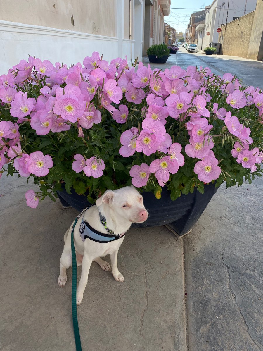 slfdestructionx's tweet photo. mi bb la flor más bonita de todas de todas las flores 💖 https://t.co/4T6r6bWBa0