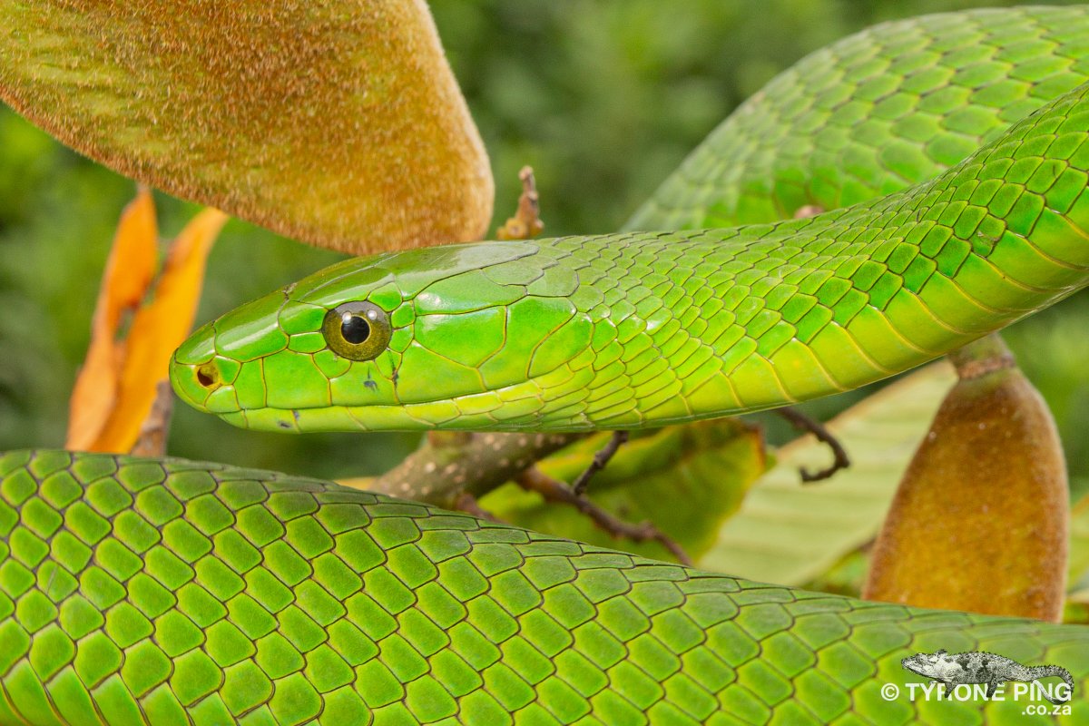 Dendroaspis angusticeps - Eastern Green Mamba.
From Amanzimtoti, KwaZulu-Natal.
Highly-venomous
tyroneping.co.za/snakes-souther…