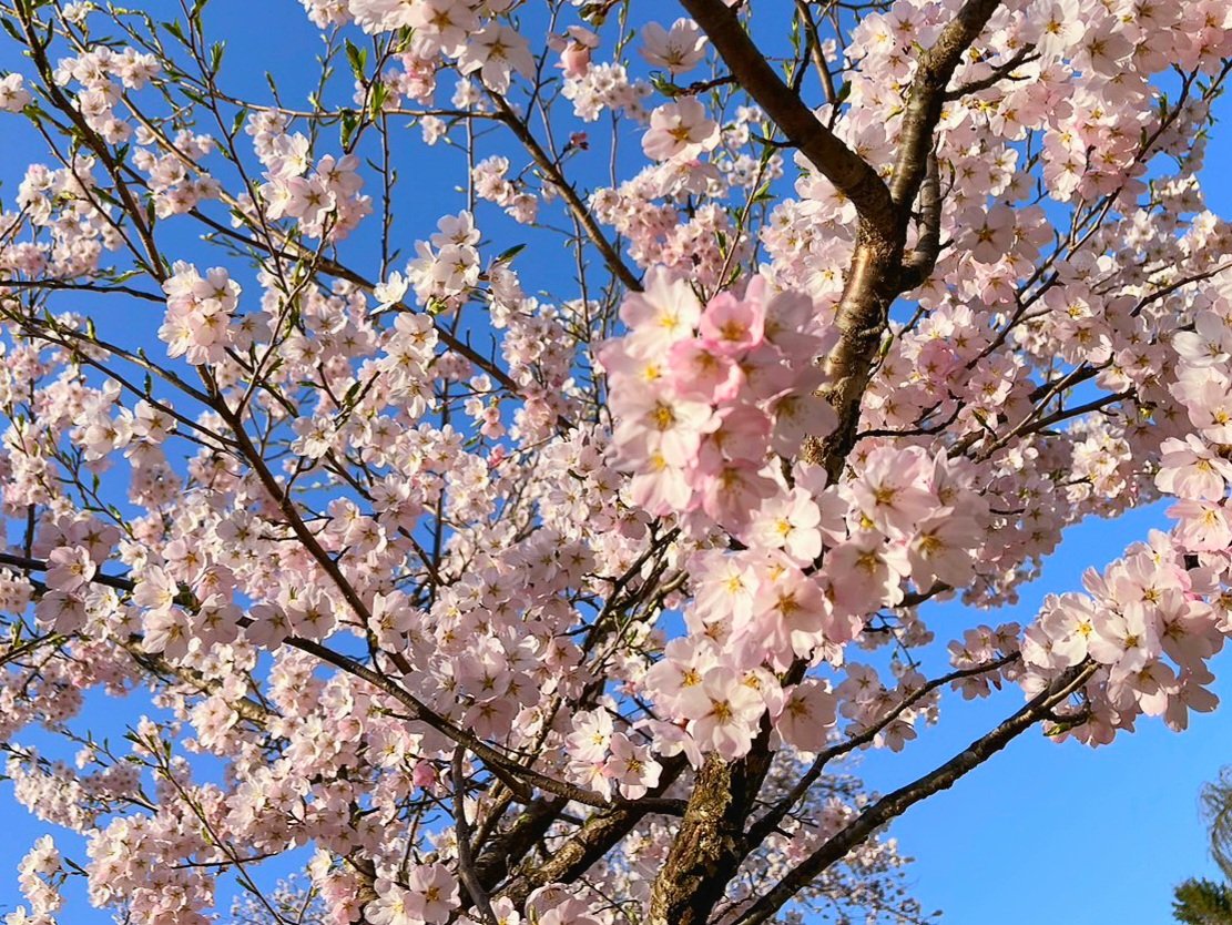 🌸十和田情報🌸
ちょうど今‼️桜満開‼️見頃です‼️
#青森  #十和田市官庁街通り #さくら