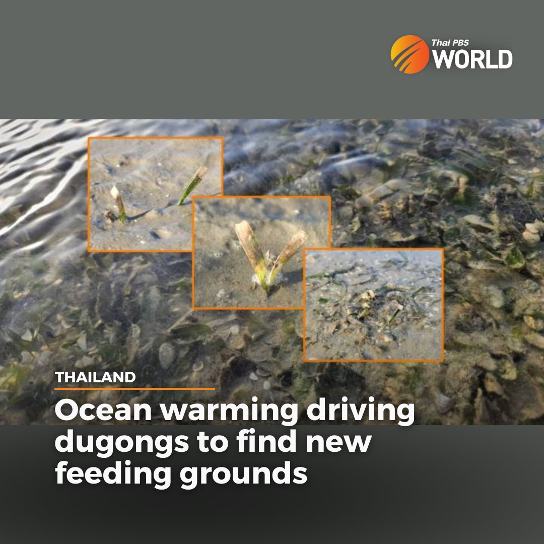 The warming of the water in the Gulf of Thailand and the Andaman Sea has resulted in a rare phenomenon, being described as “steamed” grass, meaning seagrass, the main food source for dugongs, is not surviving the rise in sea temperatures.

Read more: thaipbsworld.com/ocean-warming-…