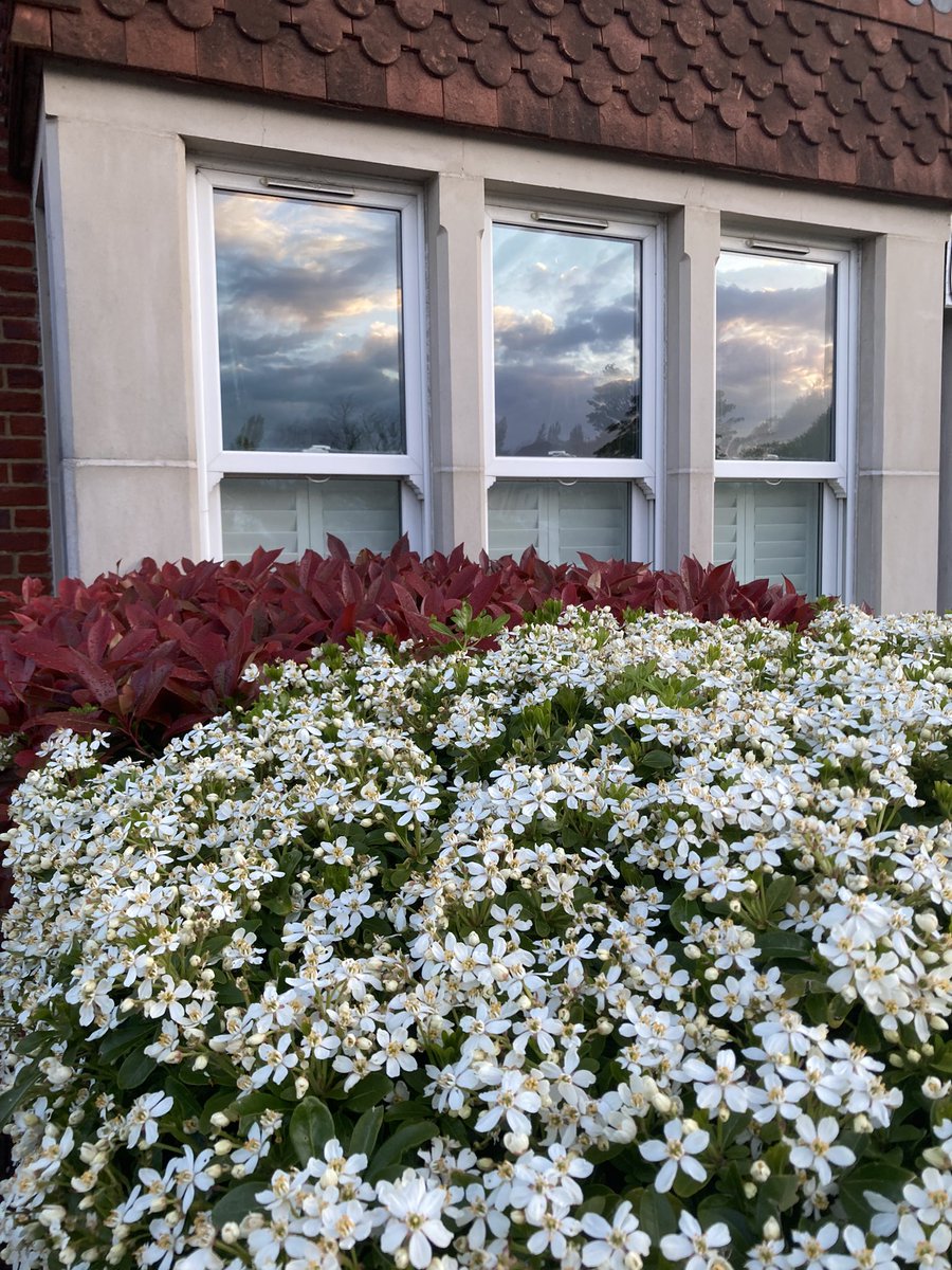 The shrubs outside my home seem particularly beautiful this Spring. It’s such a nice way to start the day, as I get into my car for work. #SpringGardens