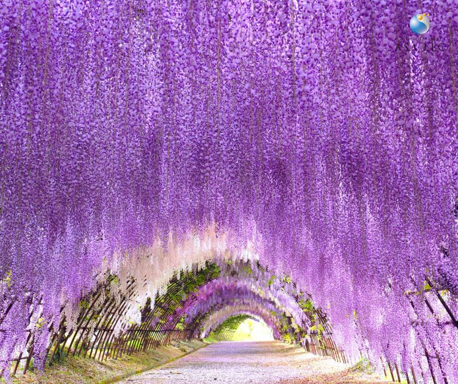 Soon wisteria season in Japan is starting 🌸✨ Get ready to be mesmerized by the cascading blooms of wisteria flowers across the country. #WisteriaSeason #JapanTravel #ExploreJapan #SpringBlooms #WisteriaFlowers #NatureBeauty #TravelGoals #BucketListDestination #FloralMagic