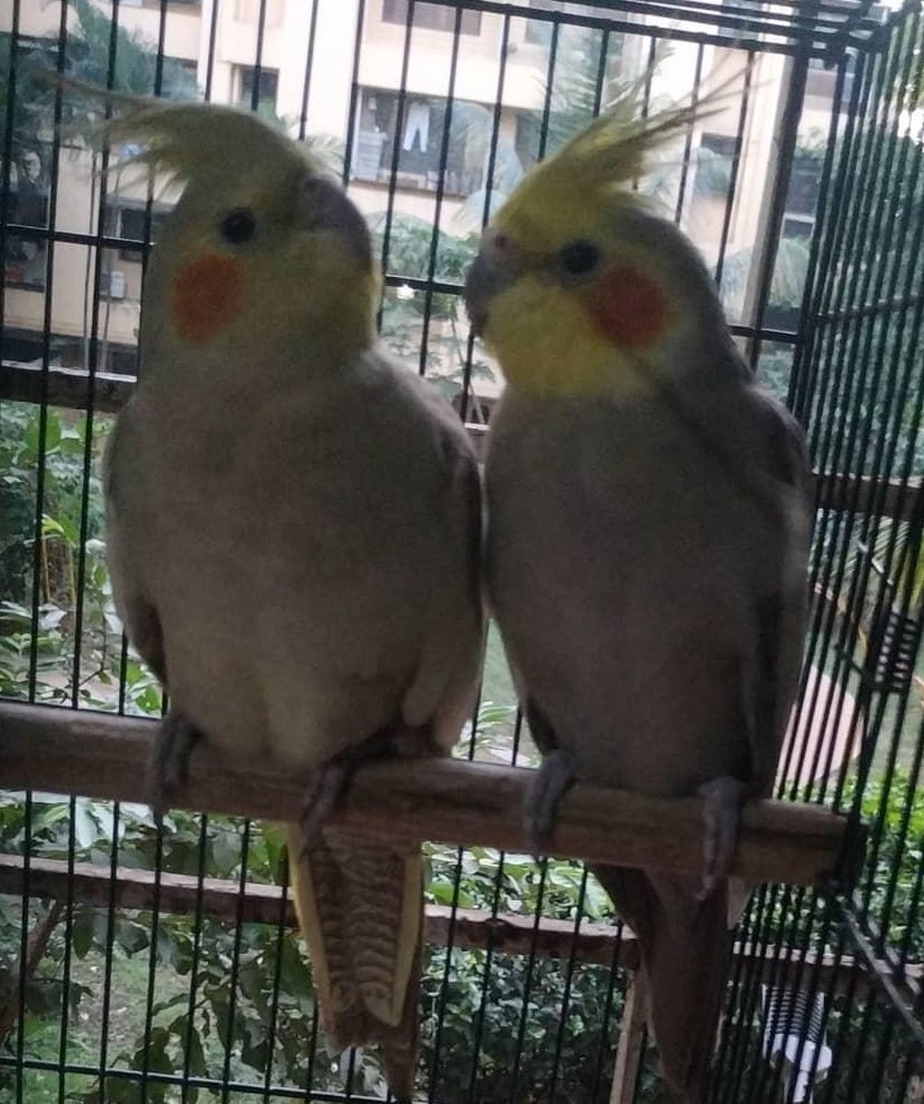 Y'all my friend's cockatiels will always remind me of Luci
(LOOK HOW FRICKIN CUTE THEY ARE)